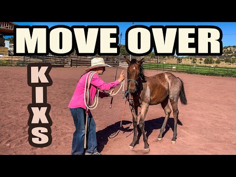 DAY 4 OF TRAINING A WEANLING HORSE