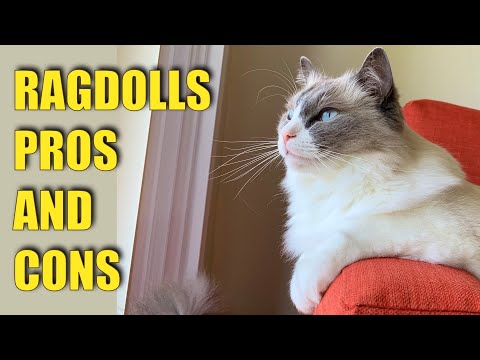 RAGDOLL CAT PROS and CONS: what it is like to own a ragdoll cat