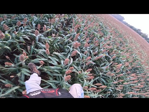 2º Pouso de Emergência em voo de paramotor de IKE Costa