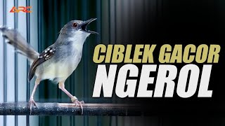 Download lagu CIBLEK KRISTAL GACOR NEMBAK NGEBREN | MASTERAN HANDAL SUPER PEDES mp3