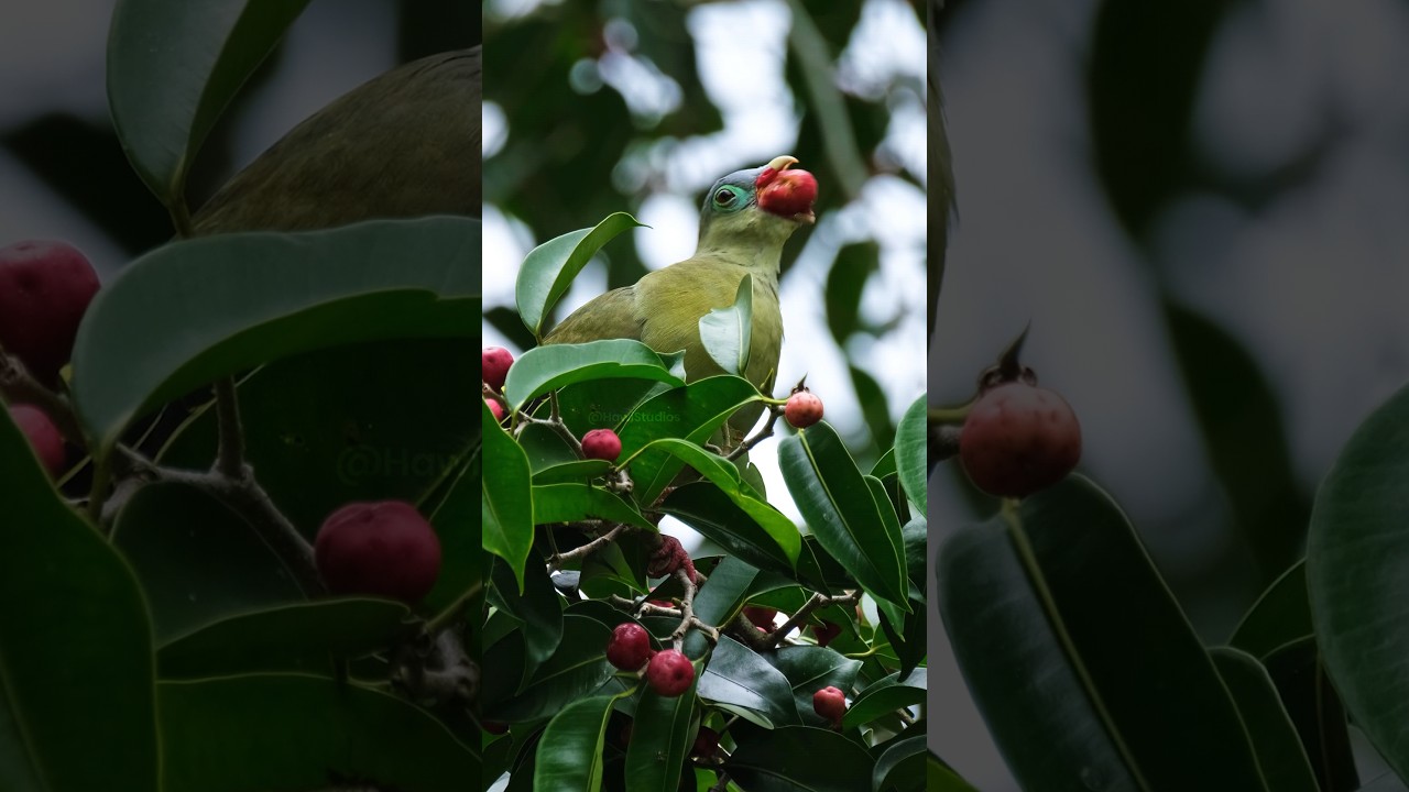 Thick-billed Green-Pigeon Feeding Behavior & Biology