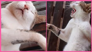 ឆ្មាកំពូលខូច