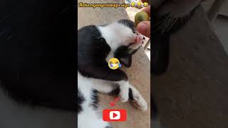 funniest cats kalamansi prank! #catsoftiktok #cat #shorts Watch tell end!