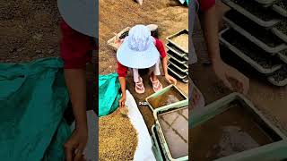 Capital of Two Million Becomes Tens of Millions #agriculture #ricefarmers #paddyseedlings #gardening