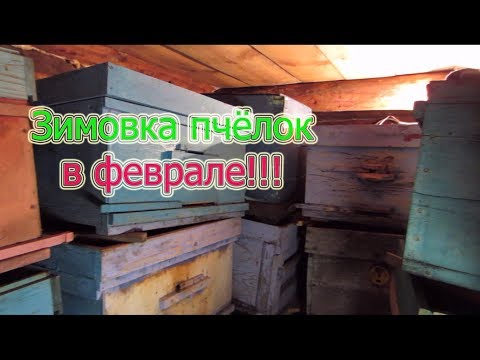 КАК ПРОХОДИТ ЗИМОВКА КАРНИКИ И БАКФАСТА В ФЕВРАЛЕ???🔥🔥🔥