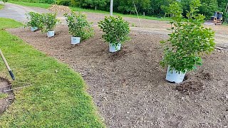How To Plant A Proven Winners Limelight Hydrangea Hedge | EverCrest