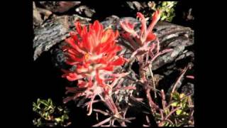 Come see America the Beautiful