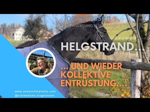 Helgstrand … Tierquälerei im Pferdesport | leider nichts Neues!