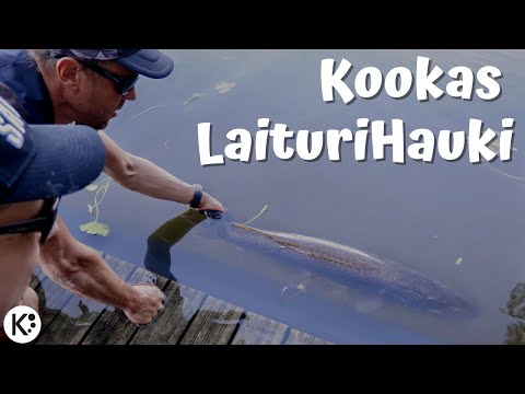 Peltsin JIGI-HAUKI-ENKKA meni uusiksi | Kouvolan Kalakierros vol 2/2