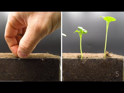 Growing Radish Time Lapse (failed)