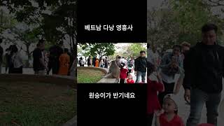 귀여운 원숭이(베트남 다낭 영흥사)