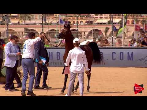 N.115 D MAHBOOB - Menton 2018 - 2 Years Old Colts (Class 7)