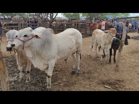 Feira de gado de Cachoeirinha-PE 12/03/26