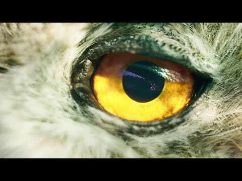 Fliptrix - Reckless Feat. The Four Owls (OFFICIAL VIDEO) (Prod. Leaf Dog)