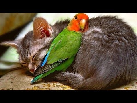 Animal friends sleeping together 🐵