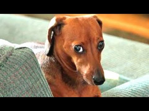 Videos De Risa De Animales 2023 - Recopilación Perros culpables del Año 😂