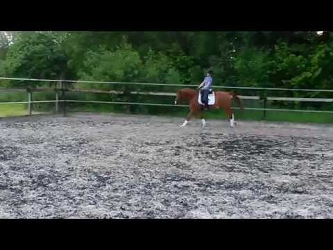 Top 3 jährige Stute vom Hauptprämiensieger Los Angeles