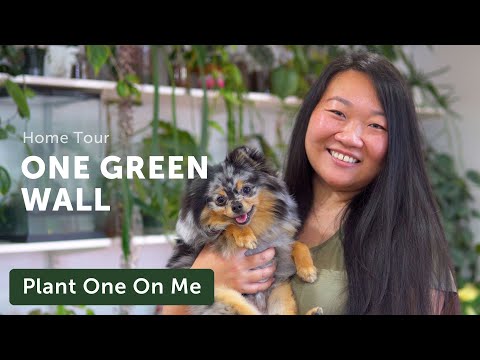 The ONE GREEN WALL Apartment Houseplant Home Tour — Ep. 244