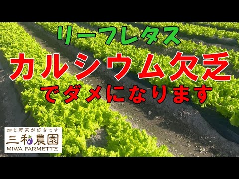 園芸 ファウルレタス、ワイルドレタス、ファウルレタス