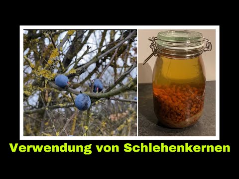 falscher Amaretto aus Schlehen | restlose Verwertung von Wildfrüchten | Selbstversorgung
