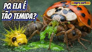 A Crueldade Em Forma de Beleza: INSETOS ASSASSINOS