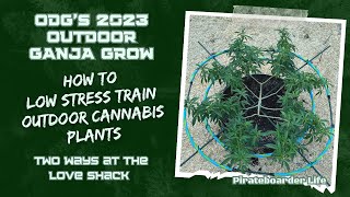 ODG’s 2023 OGG LST How to Low Stress Train Outdoor Cannabis Plants…Two Ways at the Love Shack