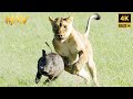 WILD KALAHARI A Survival Adventure In The Land Of The Predators Wild Animal Documentary