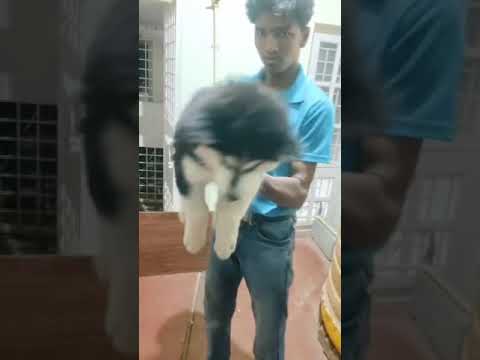 #woly coat blue eyes #frenchbulldog #dog #puppy #goldenretreiver #dog #public