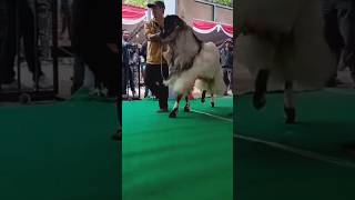 Download lagu KAMBING PE MEWAH MENGIKUTI KONTES PIALA PRESIDEN #kambing #kambingkontes #shorts mp3 Download lagu KAMBING PE MEWAH MENGIKUTI KONTES PIALA PRESIDEN #kambing #kambingkontes #shorts mp3