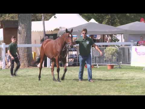 Lot 52 - F12 - CALYPSO DU GRANIT par RACINGER et REINE DU GRANIT