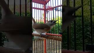 Download lagu VIRAL ! BURUNG KECIL INI MIRIP MURAI BATU SUARANYA ! mp3