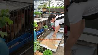 #Make chicken manure organic fertilizer #Homemade compost #Balcony plantingVegetables #Planting Tips