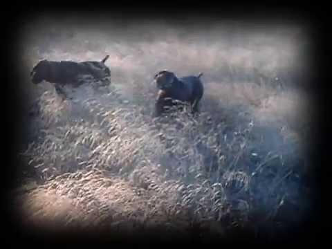 CAZA de CODORNIZ. Kai «Vintage» (IX) – bonviedro.com