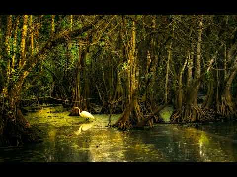 Sounds from the Bayou Swamp | 10 Hours | Nature Sounds for Sleeping, Relaxing, Studying and Focus