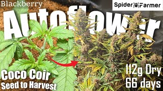 How I Grow -36- From Seed to 112g Harvest -Blackberry Auto Fastbuds - Spiderfarmer SF4000