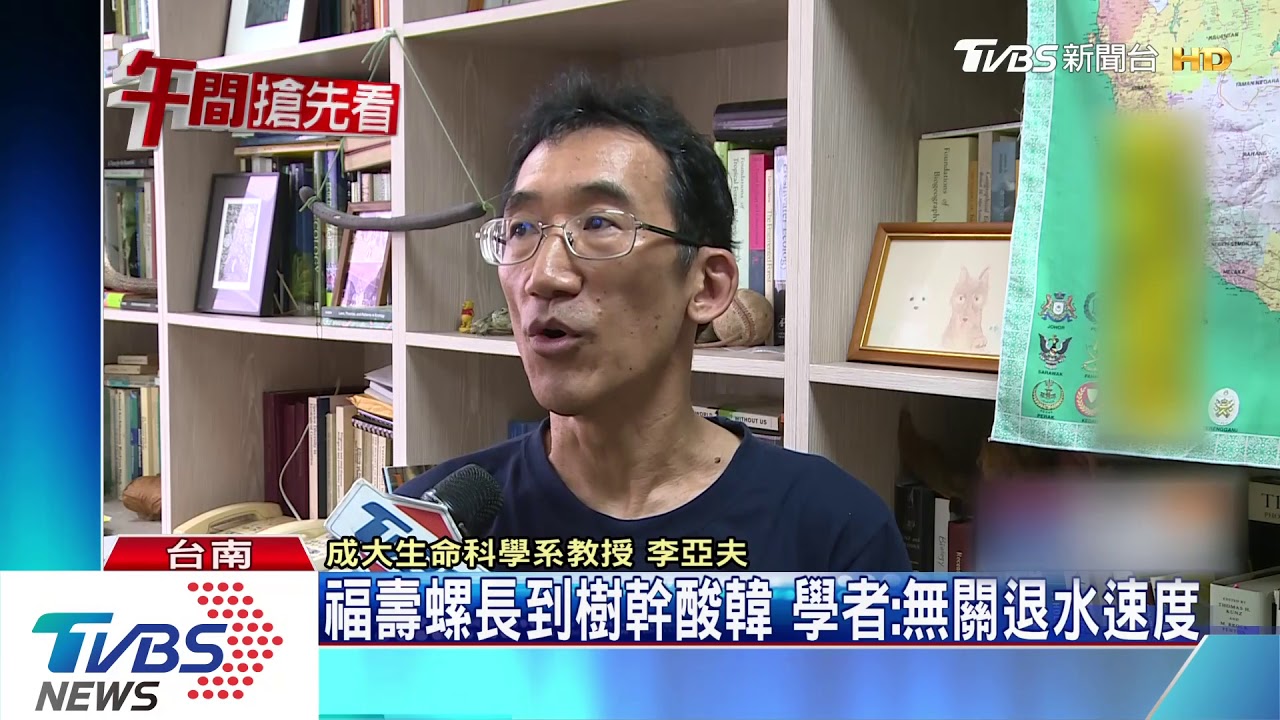 福壽螺長到樹幹酸韓　學者：無關退水速度
