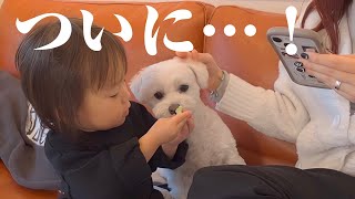 【初めて喋った！】1歳妹が大好きな兄犬と会話する姿が可愛すぎた…【スマホで写真年賀状】