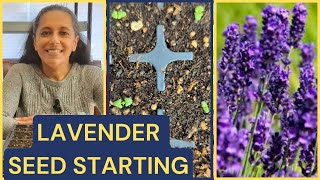 How To Grow Lavender From Seed 🌱