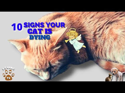 10 Agonizing Signs Of A Loving Pet Cat Dying