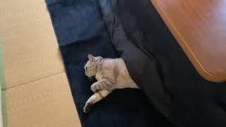 あなた本当に猫なんですか？？ 2021/2/13