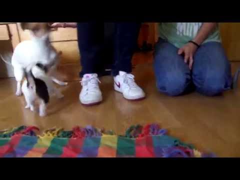 Jack Russel Terier female puppies 5weeks old