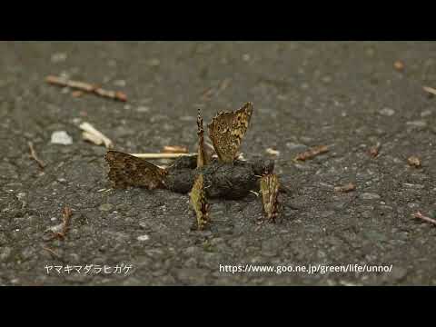 Chronosで撮る蝶の世界、30種ウルトラスローモーション