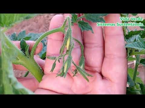 How to Prune Tomato Plants