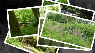 preview picture of video 'Courtown Woods, Forest Walk'