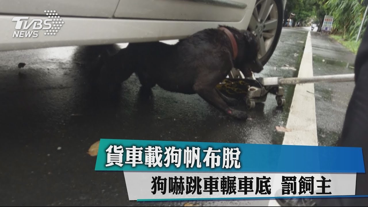 貨車載狗帆布脫 狗嚇跳車輾車底罰飼主