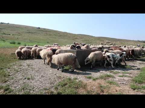 Oile lui Mora de la Sanmarghita