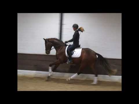 Ludwig geb. 2017 v. Londontime - Christ VB 15.000,- Euro