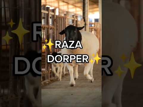 , title : 'las #mejores #ovejas del MUNDO!!! raza #dorper 🐑 #shorts'