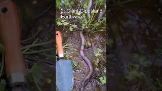 Top 5 Most Terrifying Worms