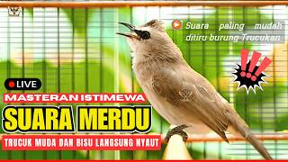 Download lagu 🛑TERAPI WAJIB🛑TRUCUKAN GACOR ROPEL PANJANG JERNIH | PANCINGAN TRUCUKAN BAHAN CEPAT NYAUT BUNYI GACOR mp3